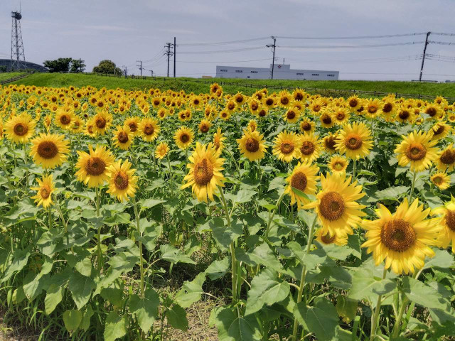 イシックス馬入のお花畑「ひまわり」【平塚市】